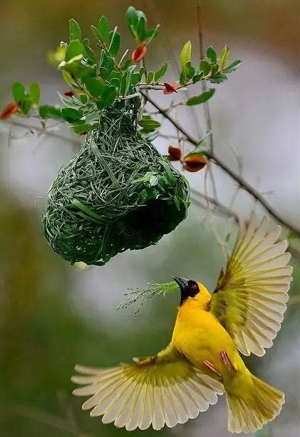 小鳥在家築巢風水